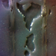 Illustration for article titled Microscope Monday no. 3: Bears and Duct Tape